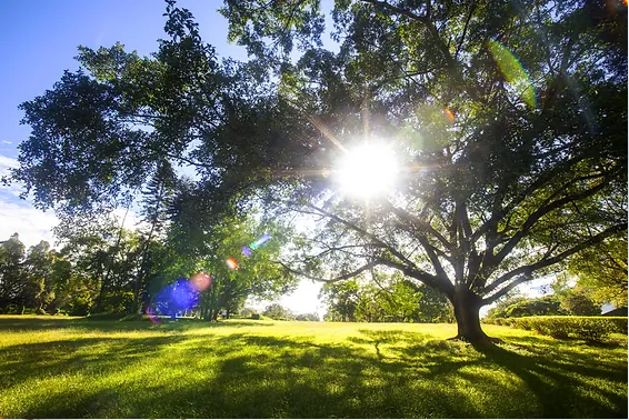 6 Tree-Harming Landscaping Mistakes You Should Avoid