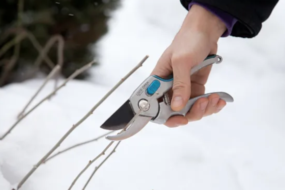 5 Reasons to Schedule Winter Pruning-1