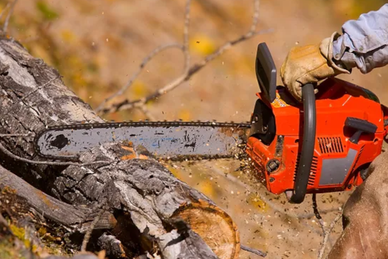 6 Important Reasons to Remove Dead Trees Right Away