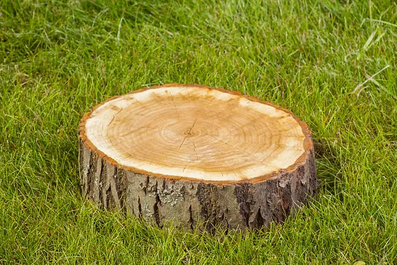 stump-grinding-cost