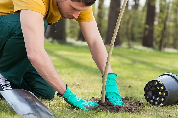 Professional Tree Planting Service