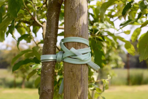 Tree Preservation in Utah