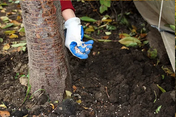 Tree Fertilization