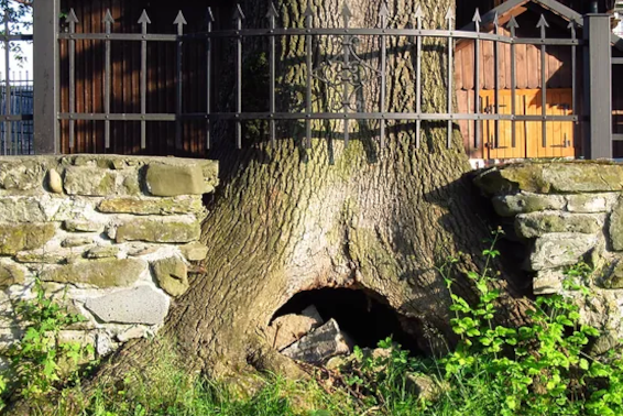 Tree Removal Permits Required in Utah