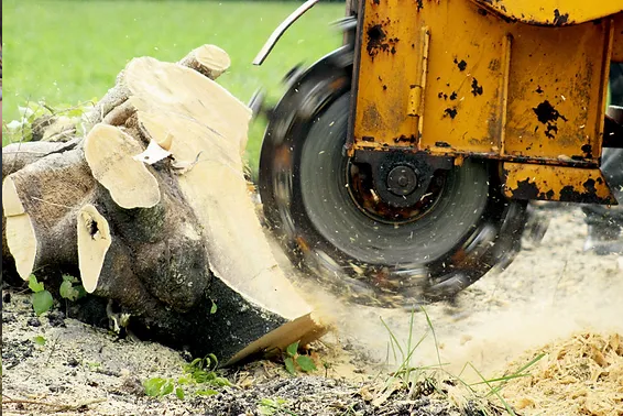 Benefits of Professional Stump Grinding