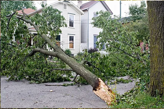 Tree Preservation