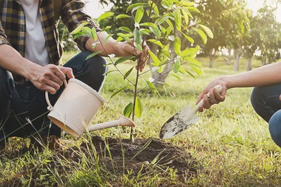 Tree Planting Advice from Utah Arborists