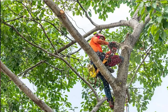 Tree Trimming Mistakes You Want to Avoid