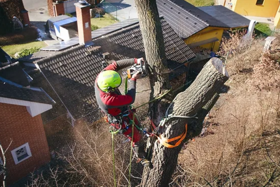 Hiring an ISA-Certified Arborist Is a Smart Plan
