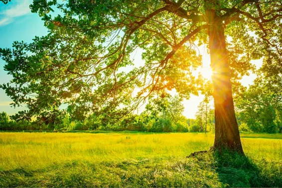 Summer Tree Care Tips for Homeowners in Cottonwood Heights