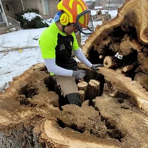 Tree Removal Possible in Cottonwood Heights