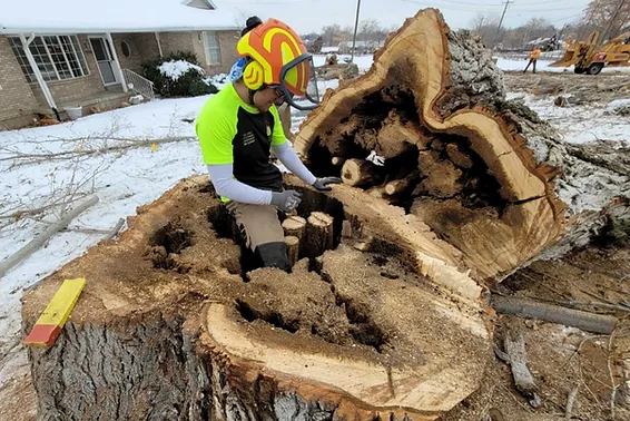 Tree Removal Possible in Cottonwood Heights