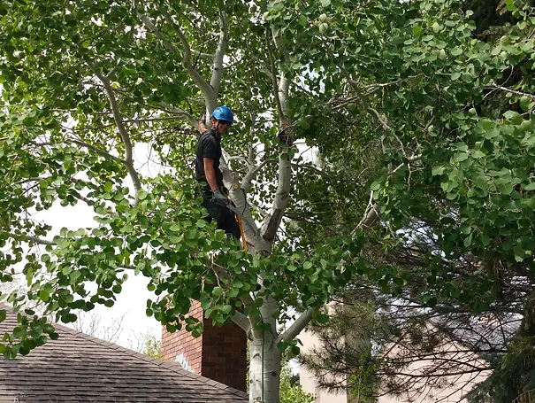 tree-pruning-experts