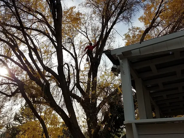 tree-pruning-specialists