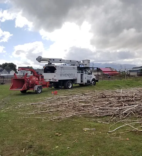 tree-removal-company