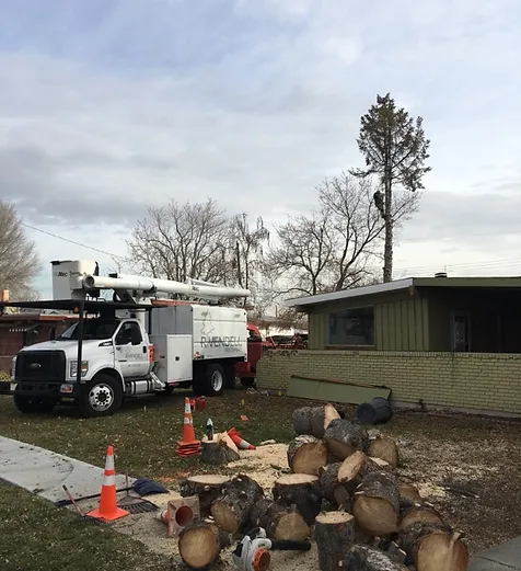 tree-removal-team
