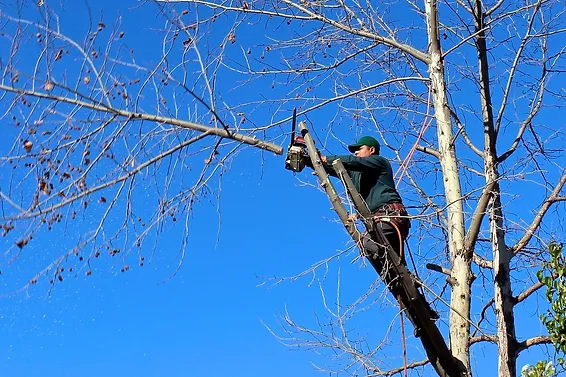 tree trimming experts