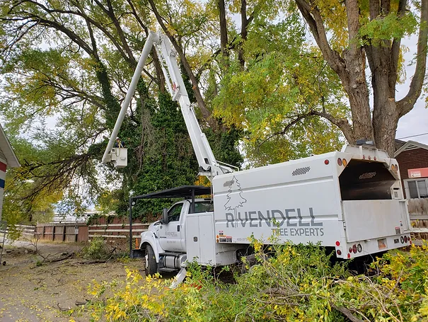 when-do-you prune-trees-utah