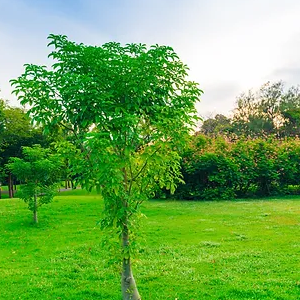 5 Comprehensive Tree Care Services Your Arborist Provides-300