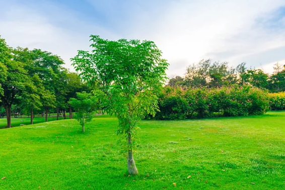 5 Comprehensive Tree Care Services Your Arborist Provides