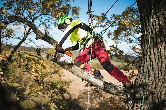 Certified Cottonwood Heights Arborist