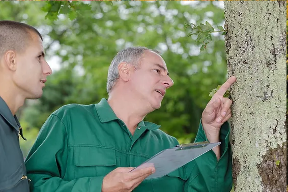 Contract an Arborist for Tree Disease Treatment