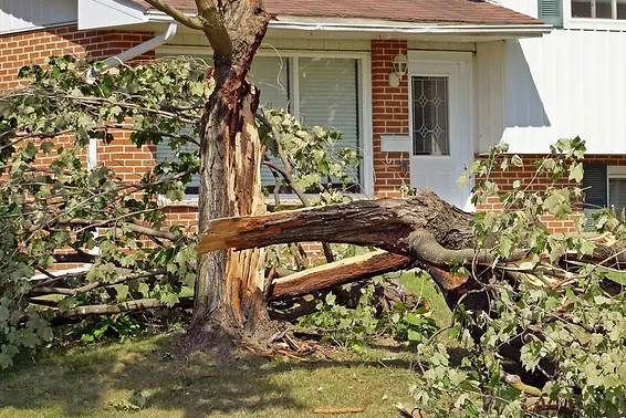 Do You Have a Hazardous Tree Utah
