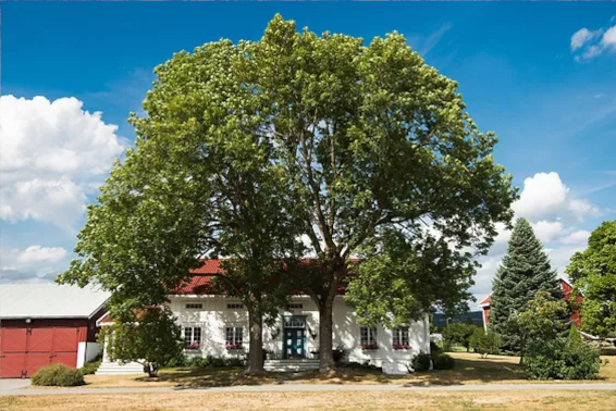 How Professional Tree Trimming Protects Your Rooftop