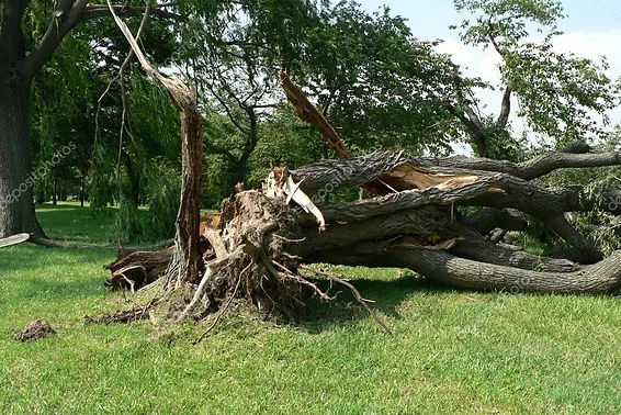 How to Handle a Utah Tree Emergency