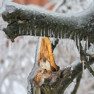 We love wintertime in Cottonwood Heights, but as experienced Utah arborists, we can’t help but be a little concerned about the trees on our properties during the cold weather months. Winter can create a host of issues for trees, issues that compromise their health. The beautiful winter wonderland we see is actually a threat to the landscape – and while you can’t provide complete protection from the effects of wintry conditions, arborists say that you can take steps to safeguard your trees. Root Insulation The roots of your trees might be underground, but that doesn’t necessarily keep them protected from damage when the temperature plunges. To provide adequate insulation, Utah arborists advise mulching – applying a two- to four-inch layer of mulch should help the root system stay warm this winter. Drought Defense Are there any young saplings or evergreens on your Cottonwood Heights property? Young specimens and evergreen trees of any age are at risk of suffering the effects of drought during the wintertime. Arborists say that a thorough watering right before the ground freezes, and if it hasn't rained or snowed in about a month, can help prevent this problem. Branch Preservation If you have tree branches hanging over your home, garage or driveway, winter stress could make them dangerous – and if a limb comes crashing down, someone could be injured. To prevent this, and to avoid property damage from falling branches, arborists may suggest tip weight pruning or if necessary, removal. Snow Accumulation Snowy winters are all too common here in Cottonwood Heights, Utah. According to experienced arborists, heavy snow accumulation can be a threat to a tree’s integrity. After snowstorms, it’s a good idea to brush off the branches on younger trees , but use a gentle touch. If you’re too aggressive, you might inadvertently cause more damage. Sidewalk Safety Many northern Utah homeowners rely on sidewalk salt in the winter, as it helps keep the walkways clear and, therefore, makes falling much less likely. But, arborists know how damaging these products can be – the salt can easily leach into the ground and enter a tree’s root system. Use sand or gravel instead, as those are tree-friendly deicers. Experienced Utah Arborists Can Protect Your Trees from Winter Threats Not every northern Utah homeowner has time for tree care, and frankly, many people prefer to leave the necessary tasks to a certified Utah arborist. With an experienced arborist on the job, wintry conditions aren’t a worry – and at Rivendell Tree Experts, providing your trees with protection won’t cost you an arm and a leg. Our arborists have years of experience meeting the tree care needs of homeowners and businesses in Cottonwood Heights. We’re known for reliability, integrity and affordability, and we’d love to offer you a free, no-obligation consultation. To discuss your wintertime tree care needs with a friendly and knowledgeable Utah arborist, contact Rivendell Tree Experts today.