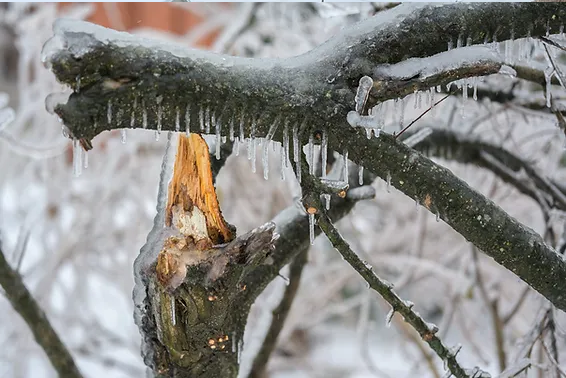 Utah Arborist Tips – How to Protect Trees from Wintry Conditions