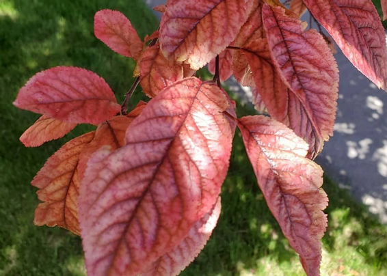 How to Treat Iron Chlorosis