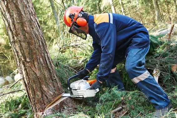 Need Tree Removal-Utah