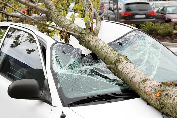 Property Damage Caused by Trees-utah