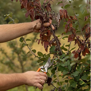 Tree-Diease-Treatment-Utah