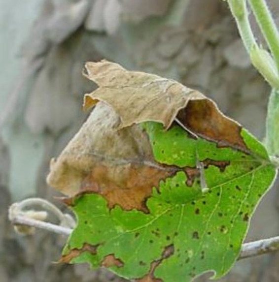 Tree Disease Treatment Utah