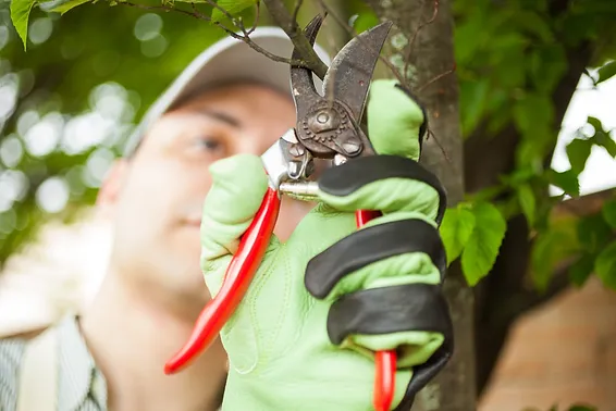 Tree Pruning 101