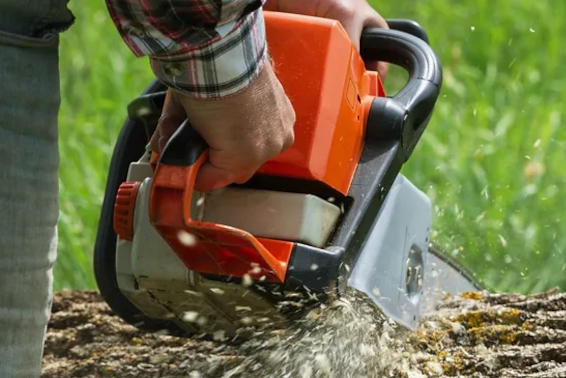 Tree Removal Permit