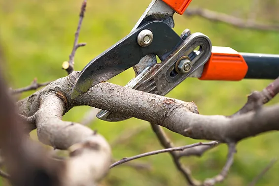 Tree Trimming Cottonwood Heights Arborist.