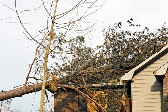 Trusted Emergency Tree Service-utah