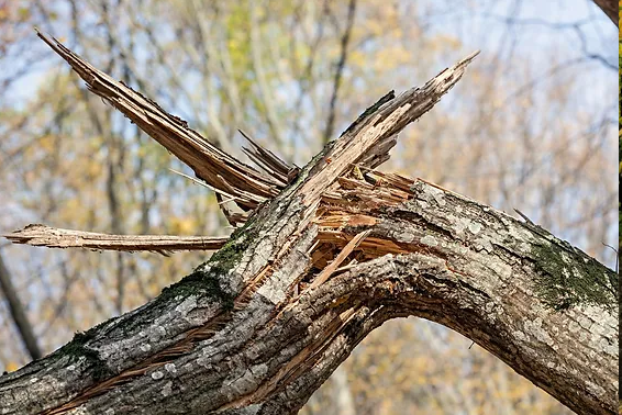 Utah Tree Care Tips