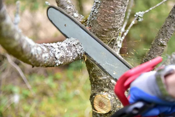 Why Tree Trimming Is an Important Task