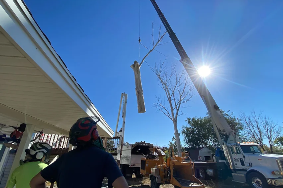 ogden-utah-tree-trimming