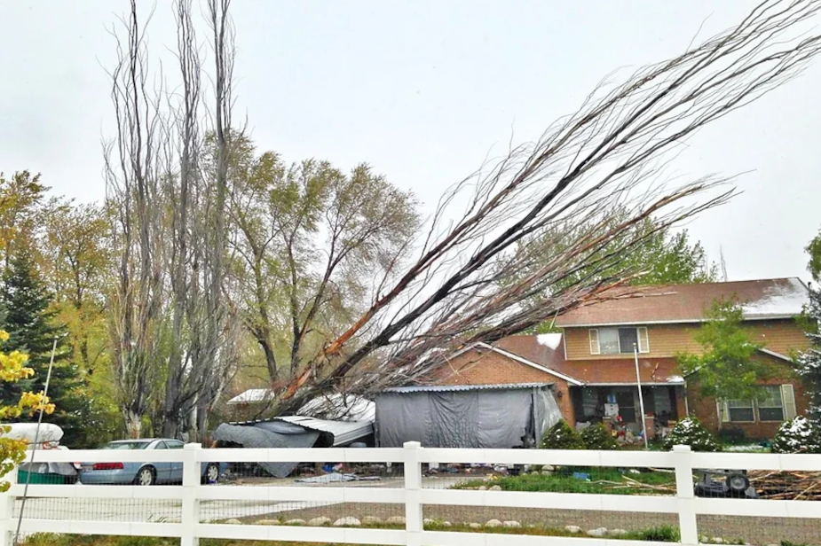 bountiful-utah-tree-removal