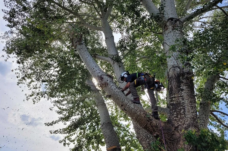 bountiful-utah-tree-trimming