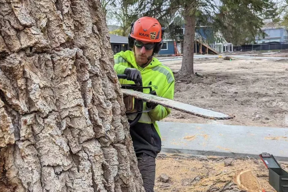 centerville-utah-tree-trimming