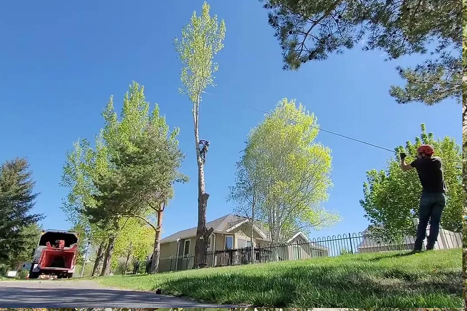 cottonwood-heights-tree-trimming