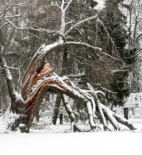 emergency-tree-experts