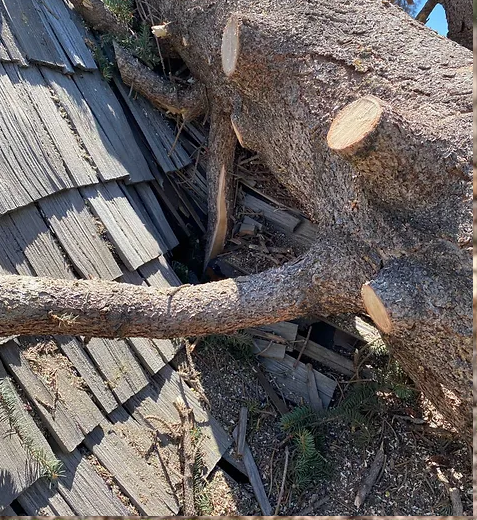 emergency-tree-removal-services