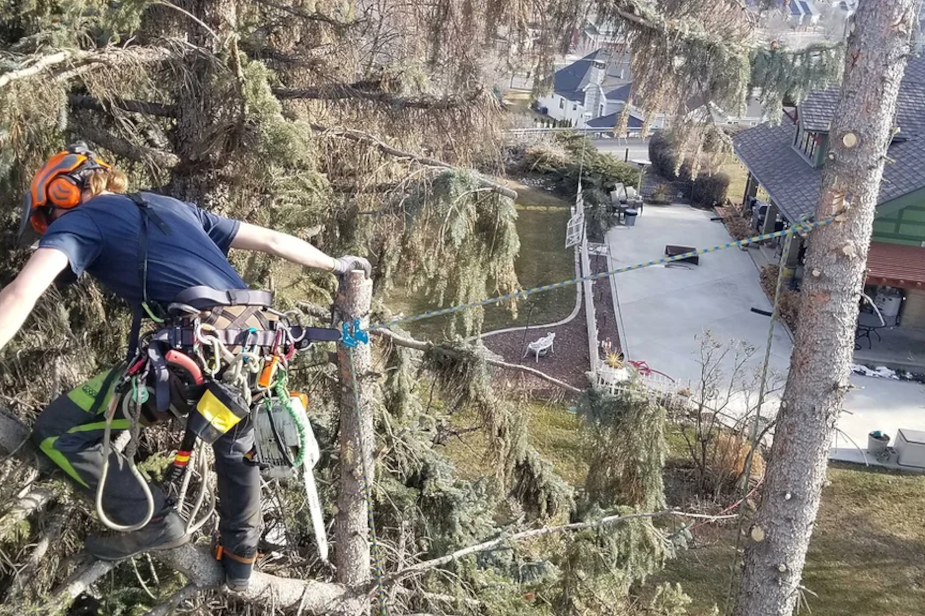 farmington-utah-tree-trimming